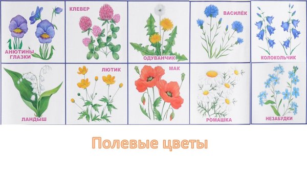 Каталог картинок полевых, садовых и комнатных цветов для детей