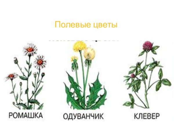 Луговые и полевые цветы для детей