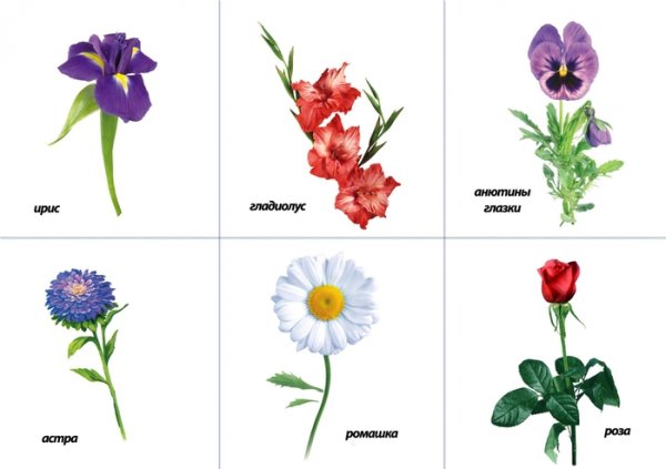 Садовые цветы для детей