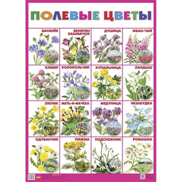 Лото «в мире растений»