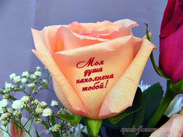 Наклейки на живые цветы