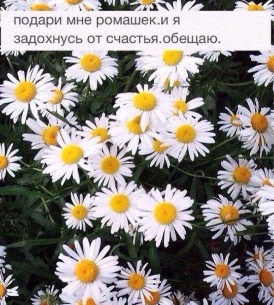 Мужчина не дарит цветов
