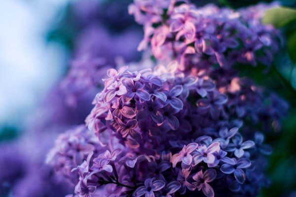 Сирень Флауэр перпл
