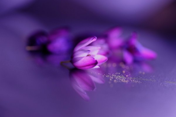 Розовые и сиреневые цветы