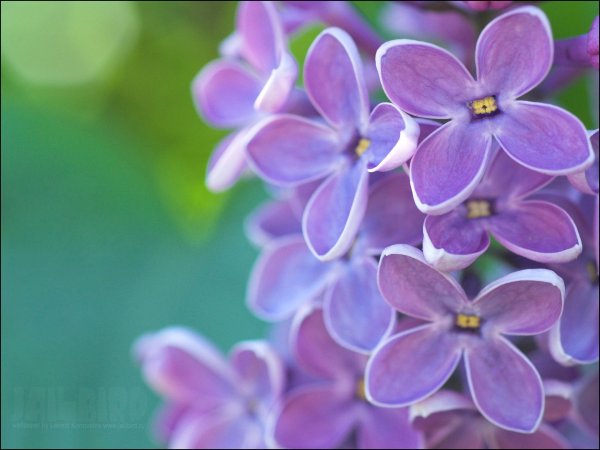 Крокус весенний сиреневый