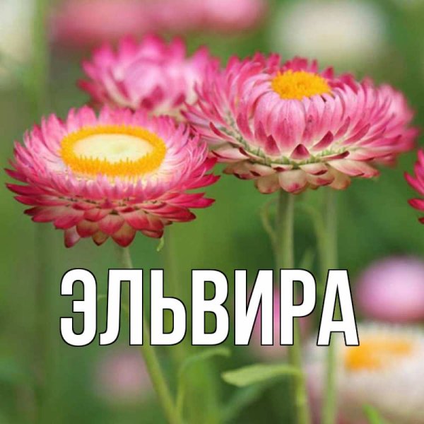 Поздравительная открытка с днем рождения Эльвира