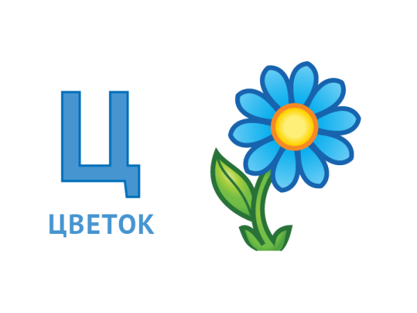 Буква ц рисунок