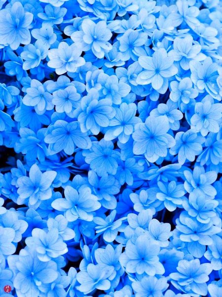 Xiaomi 11t Pro голубой