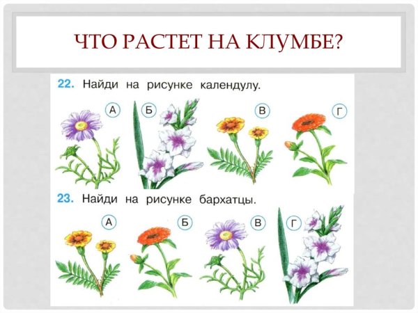 Чтчто растёт на клумбе