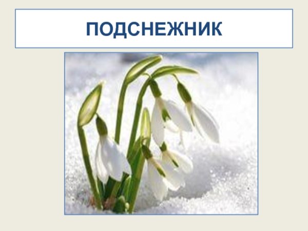 Подснежники гуашью