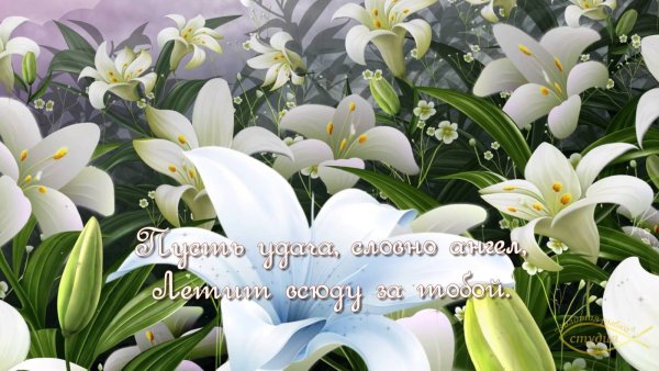 Лилия Восточная Хельветия