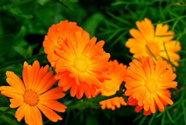 Календула лекарственная (Calendula officinalis)