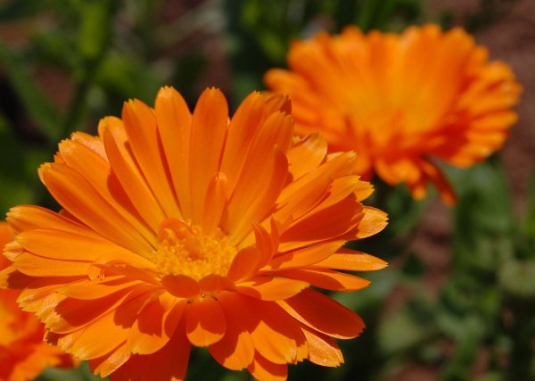 Календула лекарственная (Calendula officinalis)