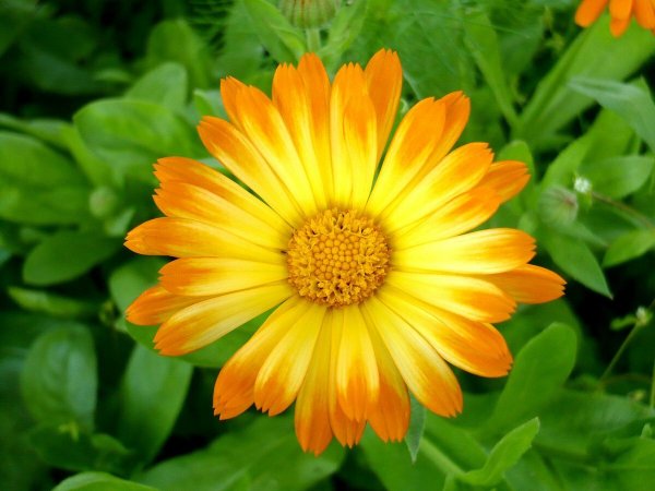 Календула лекарственная (Calendula)