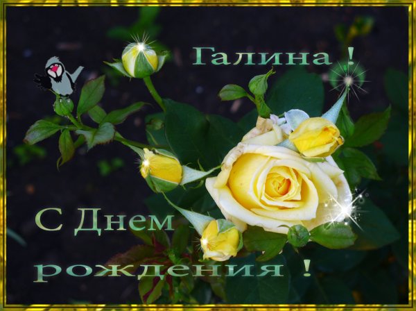 Розы для тебя
