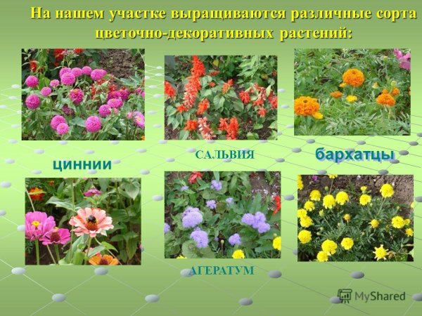 Цветы и растения возле школы