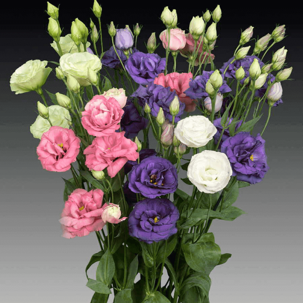 Эустома (Lisianthus)