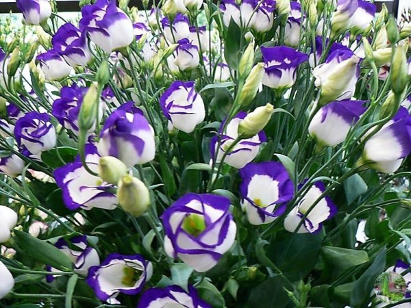 Эустома (Lisianthus)