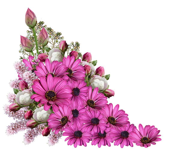 Красивые цветы