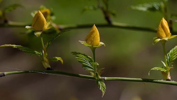 Бутоны цветов с листочками