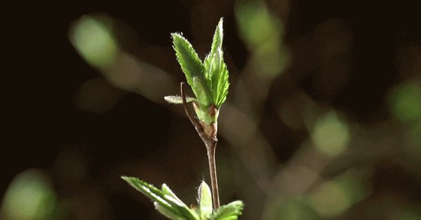 Растение растет гиф