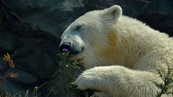 Обои на рабочий стол медведь