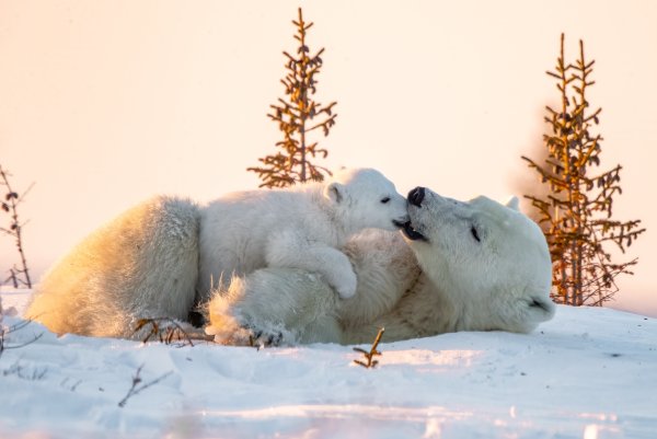 Белый медведь Ursus maritimus
