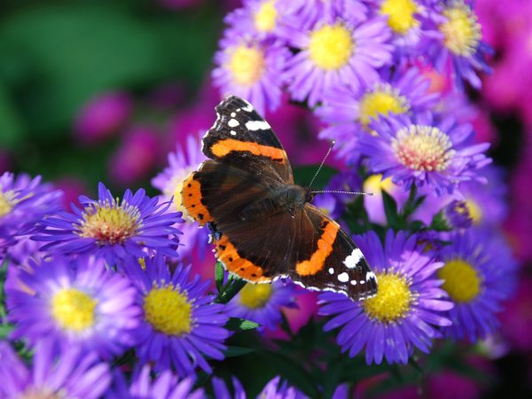 Природа цветы