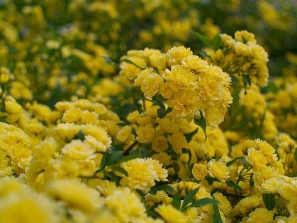 Роза Бэнкс шиповник