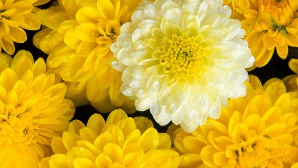 Хризантема Wonder Yellow
