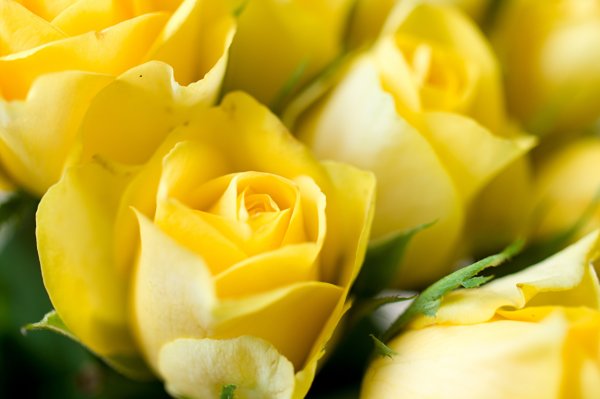 Жёлтый цветок