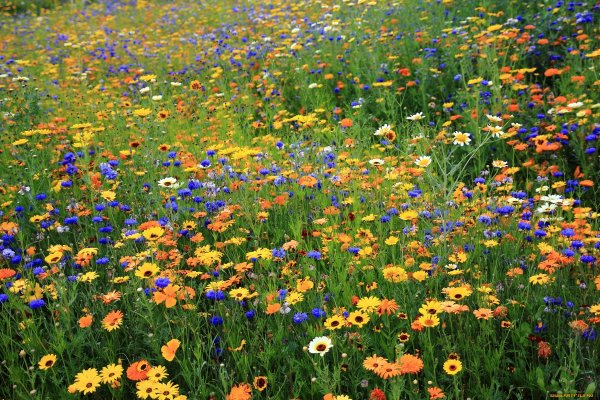 Цветущее поле