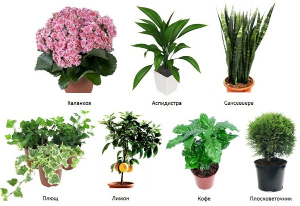 Монстера houseplants