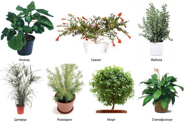Хлорофитум comosum variegatum