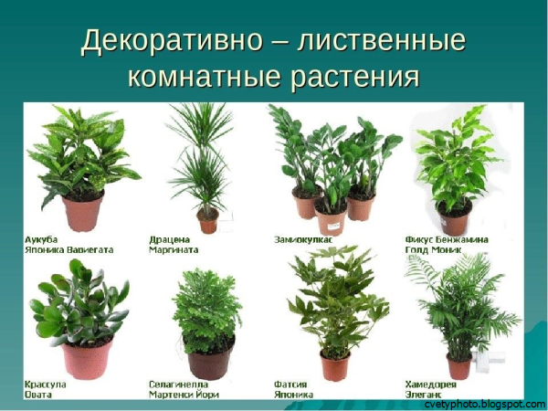 Комнатные цветы каталог с фотографиями