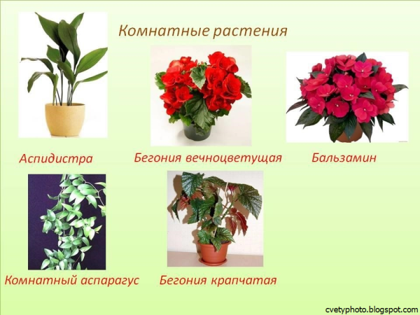 Вечноцветущая бегония Аспидистра