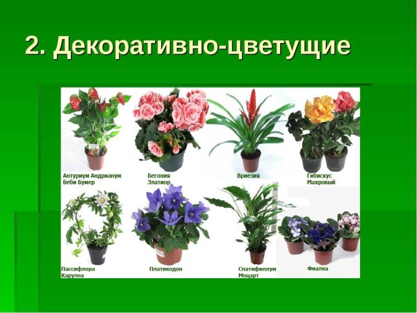 Комнатные рстени яс названиями