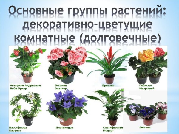 Комнатные растения названия