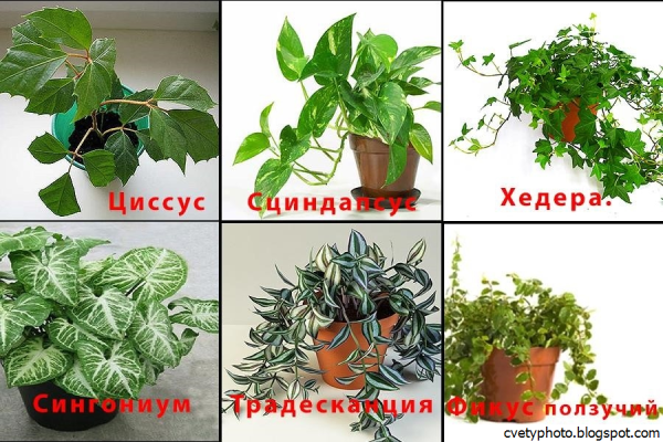 Комнатные растения названия
