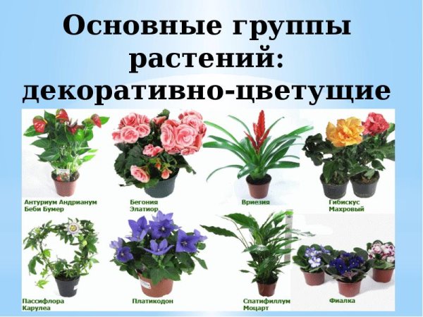 Декоративно-цветущие комнатные (долговечные)