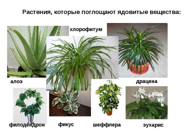 Нецветущие ядовитые комнатные растения