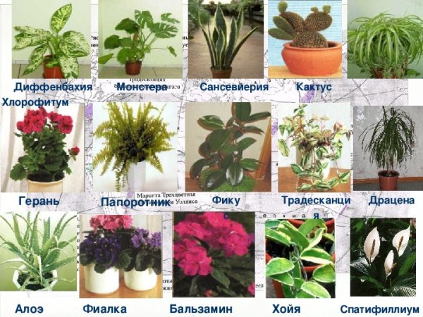 Герань фиалка традесканция комнатные растения