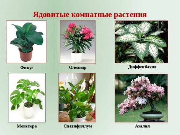 Диффенбахия Азалия монстера