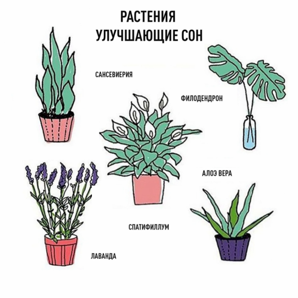 Полезные комнатные растения