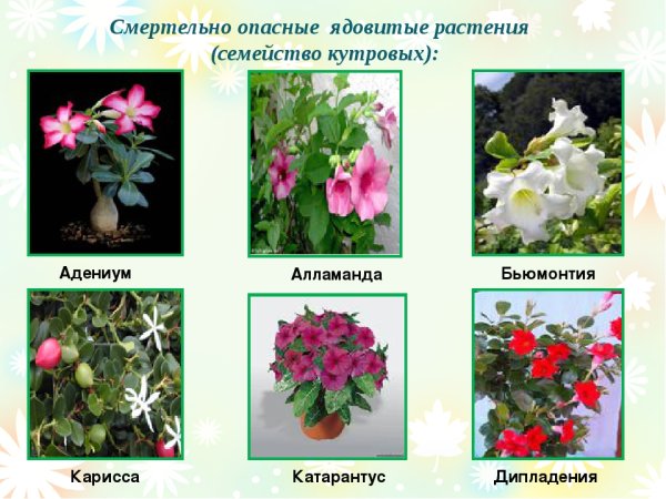Опасные растения названия
