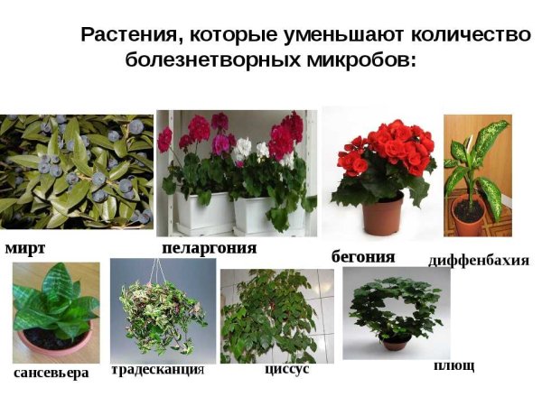 Полезные комнатные растения
