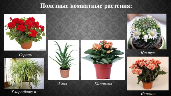 Полезные комнатные растения