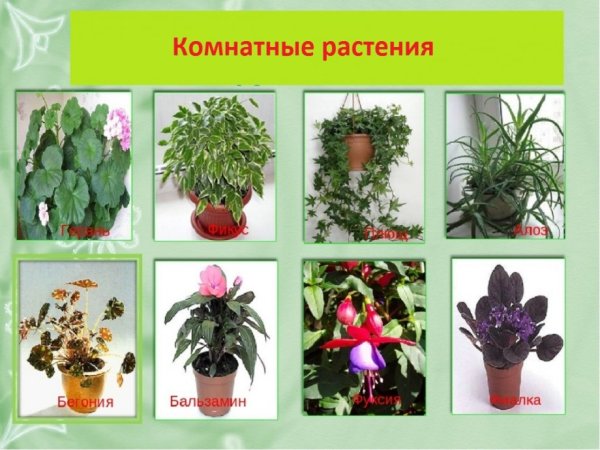 Комнатные растения для детей
