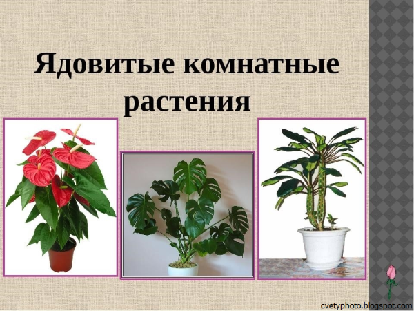 Ядовитые домашние цветы