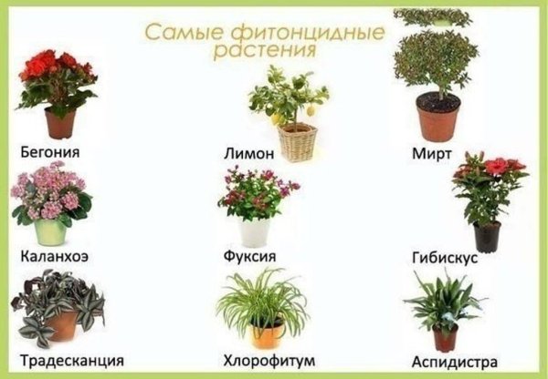 Полезные комнатные цветы